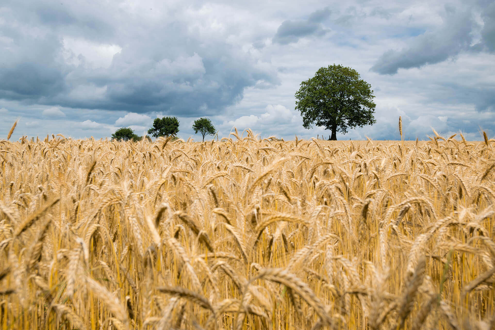 Agricultural fields and natural resources landscape