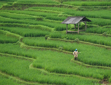 Agriculture Leader service